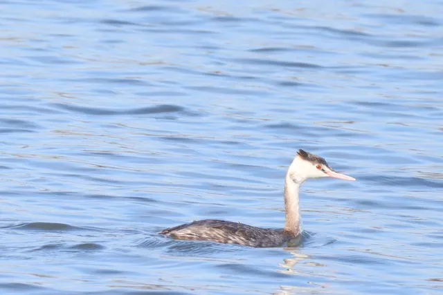 Species Image