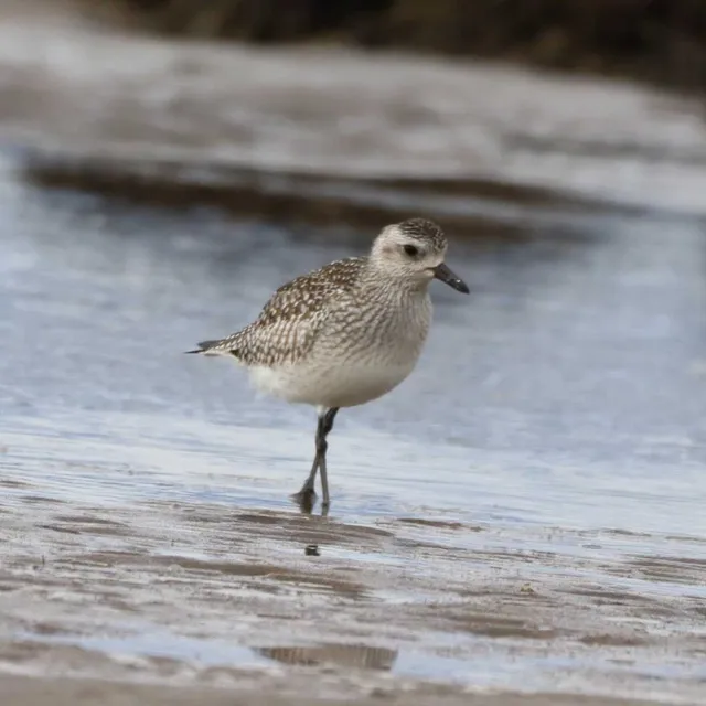 Species Image