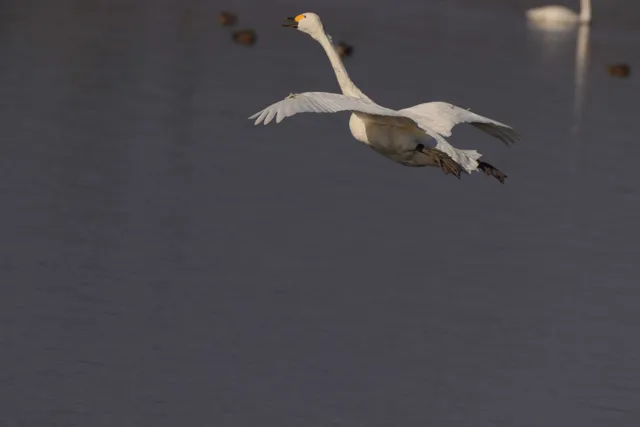 Species Image
