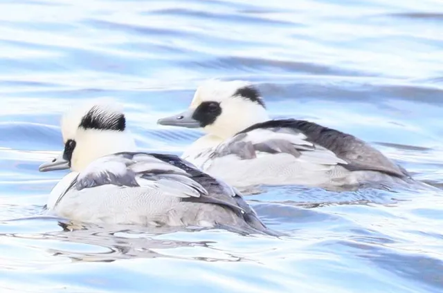 Species Image