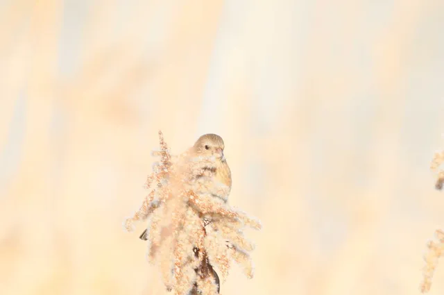 Species Image