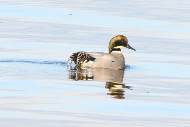 Species Image