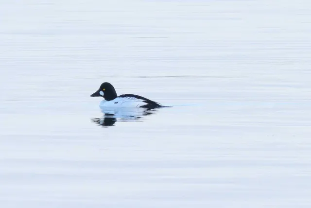 Species Image