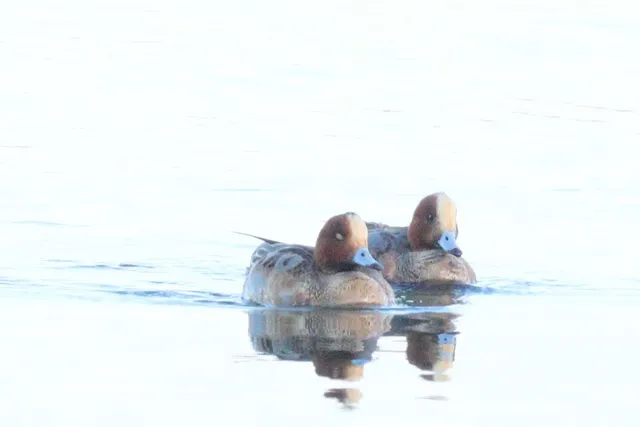 Species Image