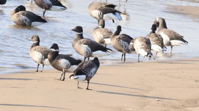 Species Image