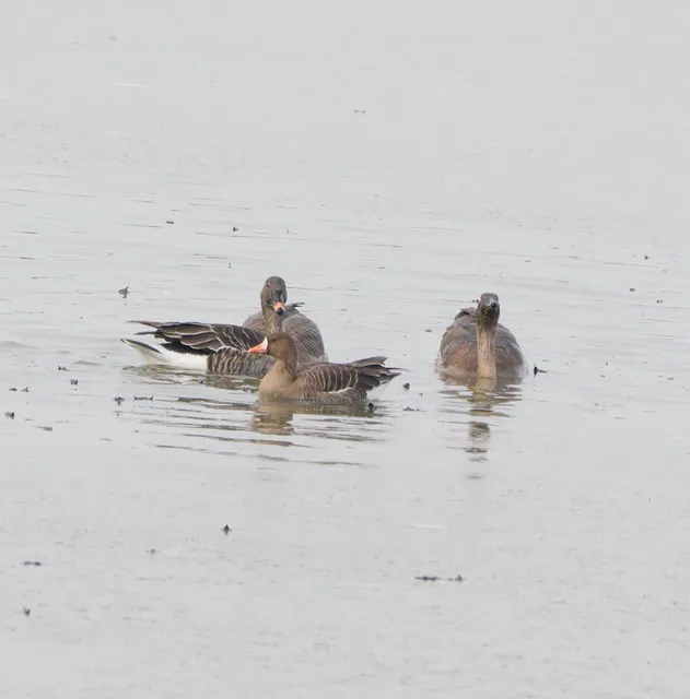 Species Image