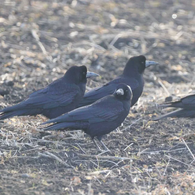 Species Image