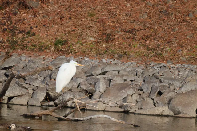 Species Image
