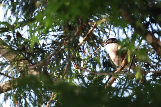 Species Image