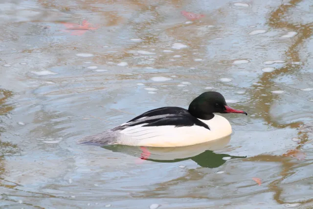 Species Image