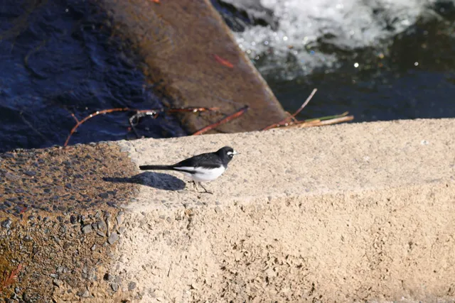 Species Image