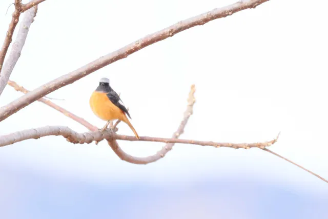 Species Image