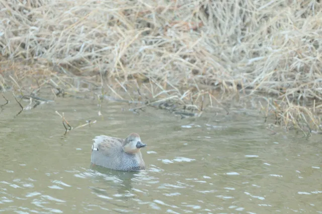 Species Image