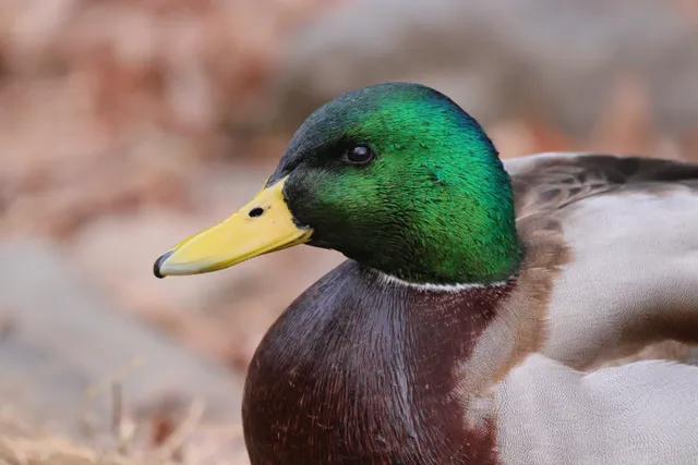 Species Image