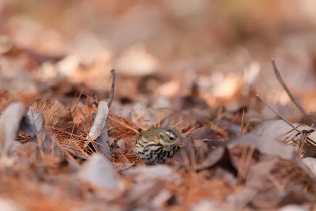 Species Image