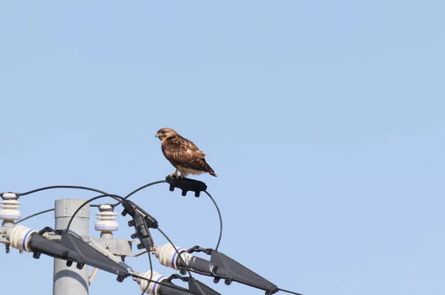 Species Image