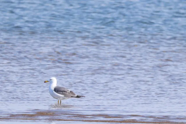 Species Image