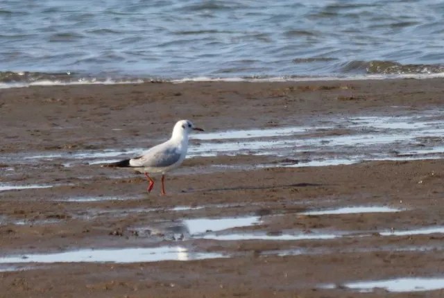 Species Image