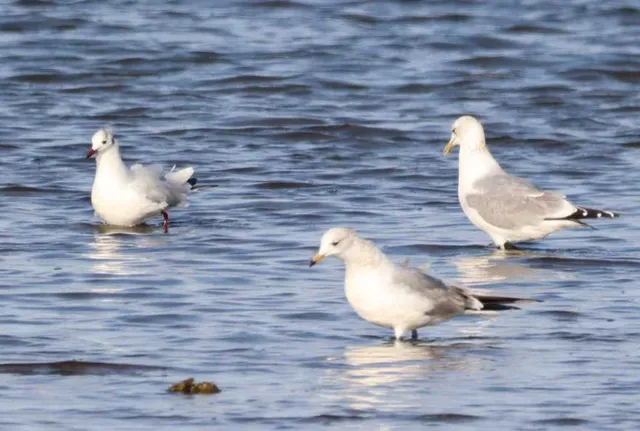 Species Image