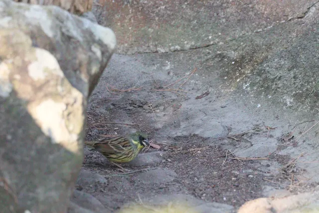 Species Image