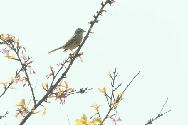 Species Image