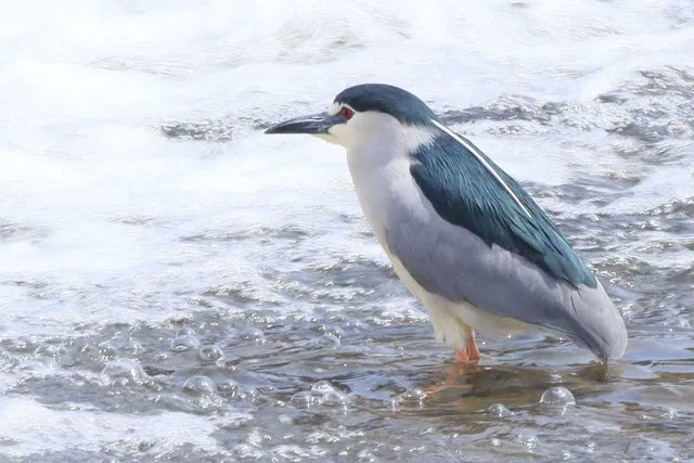 Species Image