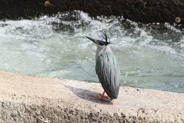 Species Image