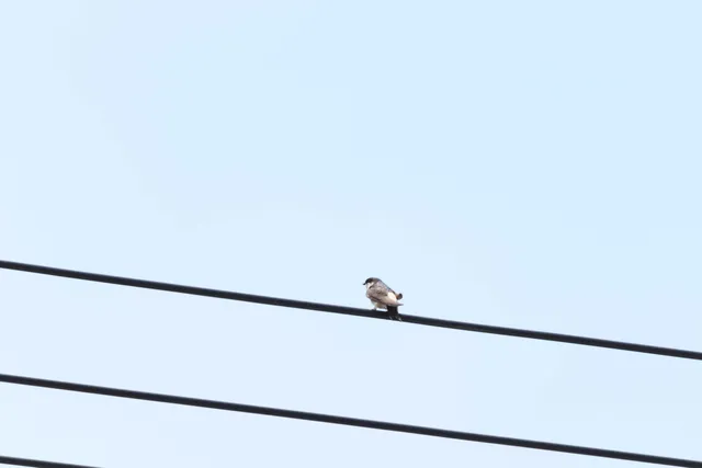 Species Image