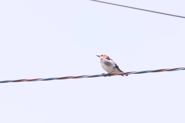 Species Image