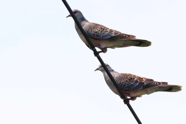 Species Image