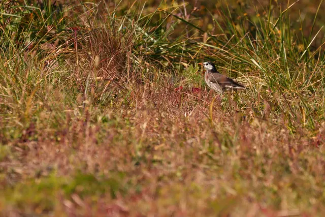 Species Image