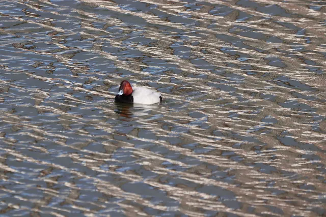Species Image