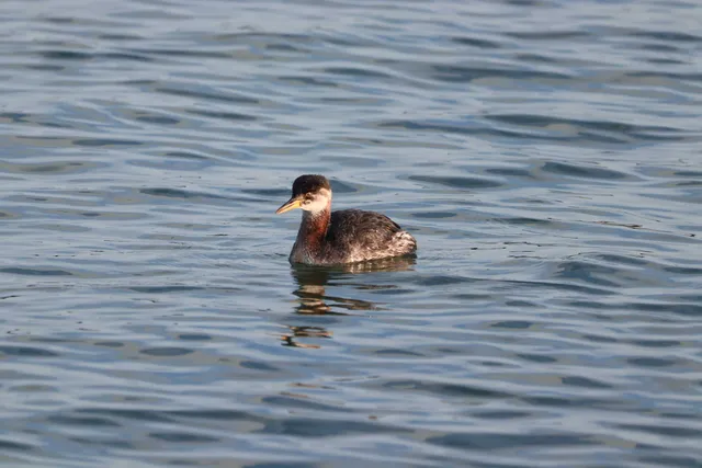 Species Image