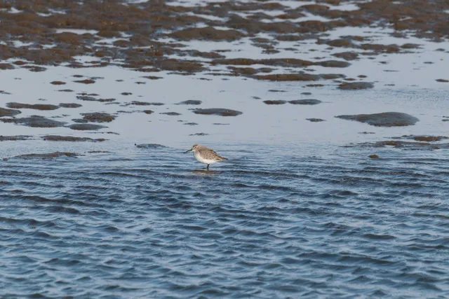 Species Image