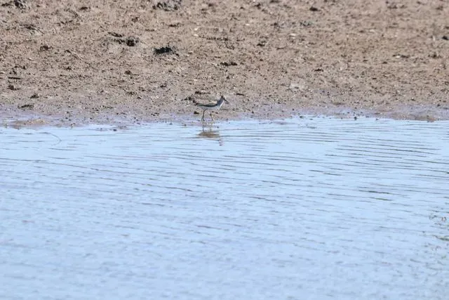 Species Image