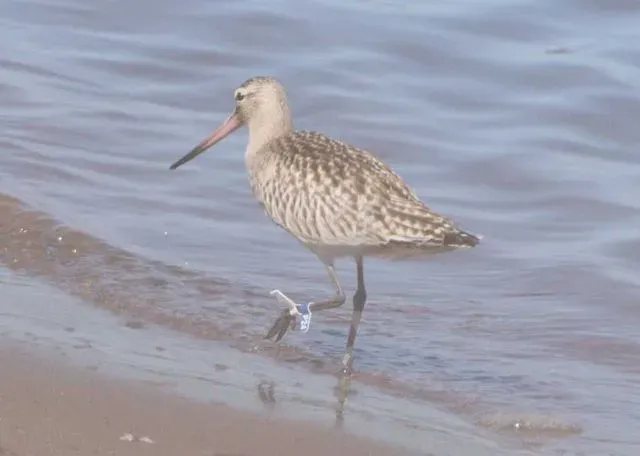 Species Image