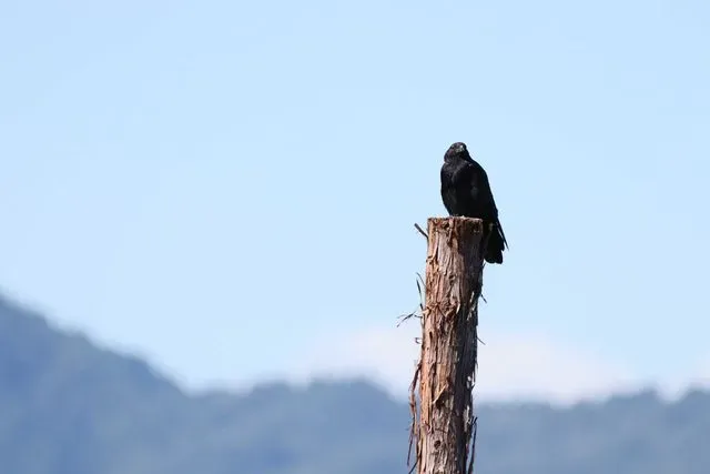 Species Image