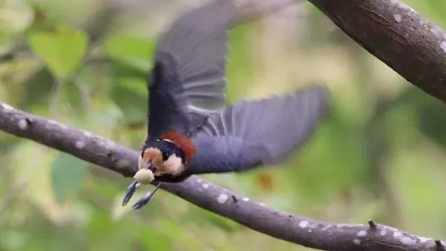 Species Image
