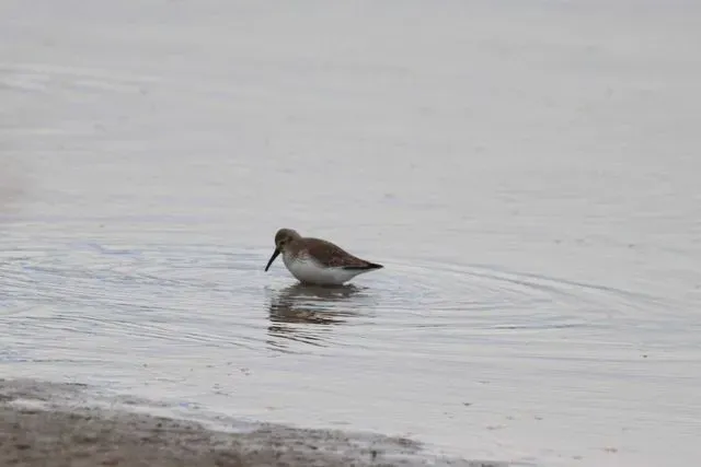 Species Image