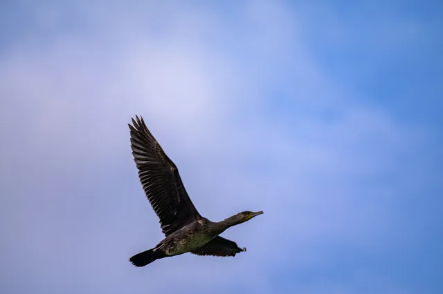 野鳥の写真