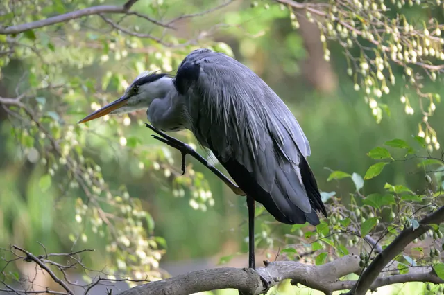 野鳥の写真