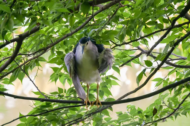 野鳥の写真
