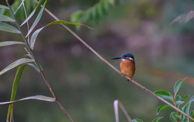 野鳥の写真