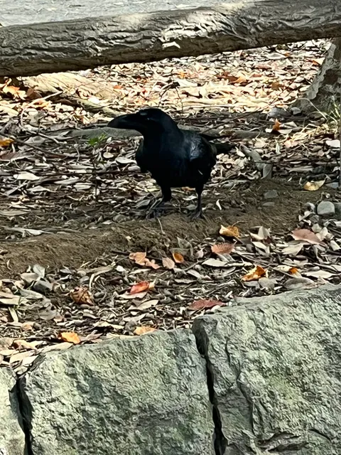 野鳥の写真