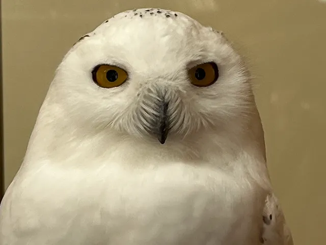 野鳥の写真