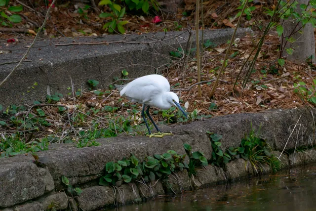 野鳥の写真