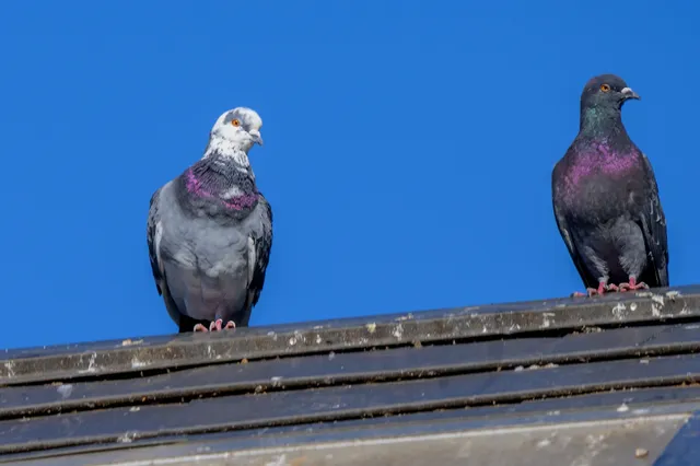 野鳥の写真
