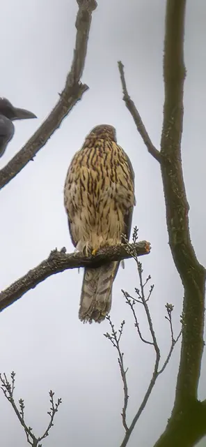 野鳥の写真
