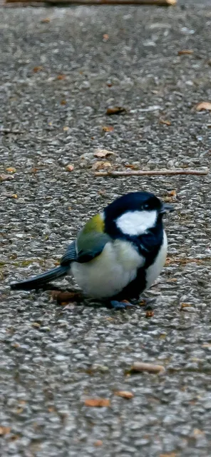野鳥の写真