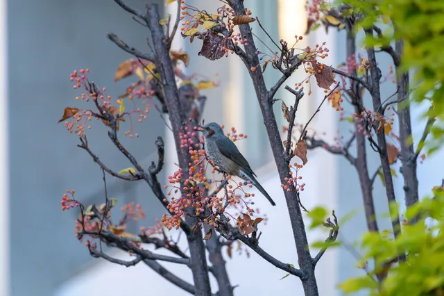 野鳥の写真